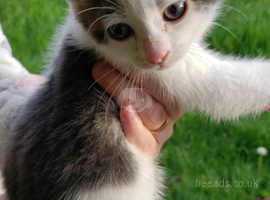 Beautiful grey and white Female kitten 9 weeks old