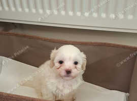 Baby girl shihpoo £350 if taken today