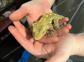 Crested geckos