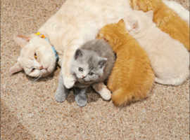 2 females and 1 male British short haired kittens looking for a new home