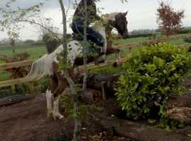 15.1/2h Irish sports mare