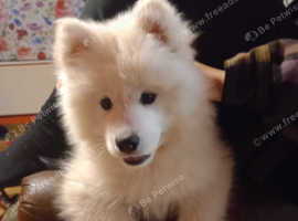 Male Samoyed pup for sale