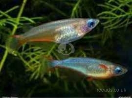 27 Different Types of Molly Fish - AquariumNexus