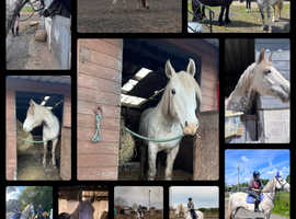 Absolutely Stunning Registered Irish Draught Gelding