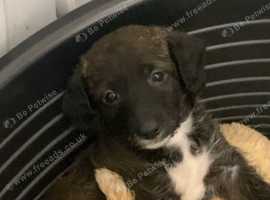 Female Jackapoo puppy ready now