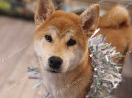 Shiba inu