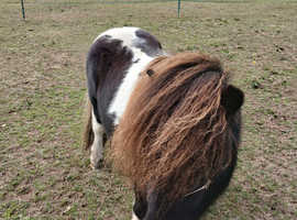 Miniature shetland pony