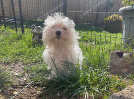 Beautiful Maltese Maya