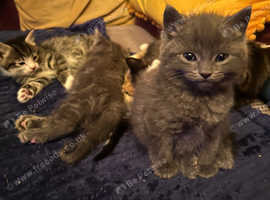 Male cats for sale best sale near me