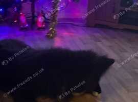 German Shepherd Dogs And Puppies For Sale In Scotland Freeads Pets
