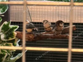 Trio of owl finches/bincheno finches