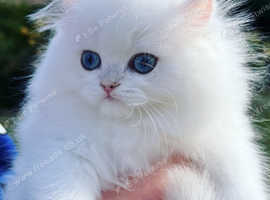 Title Luxury Silver Shaded ns1133 Rare British kittens