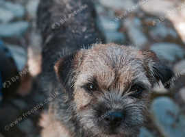 Litter of Border Terriers due.