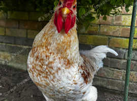 5 Month Old Rooster