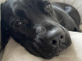 Looking for a home for my cane corso