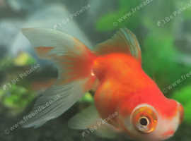 Fancy goldfish ( buy 2 get 1 free )
