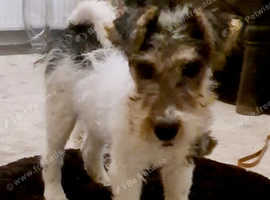 KC REG WIRE FOX TERRIERS