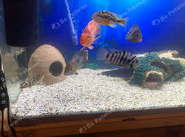 I have a tank and fish