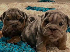 English bulldog puppies for sale