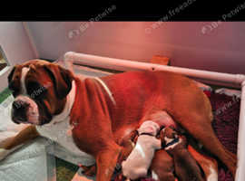 Kc registered boxer puppies for sale best sale