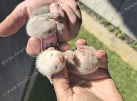 Polecat Kits