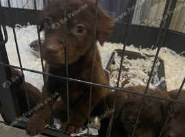Chesapeake Bay Retriever / Chocolate Labrador