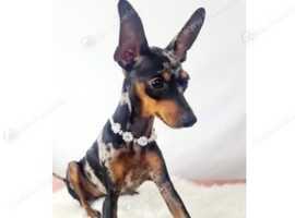 HARLEQUIN PINSCHER 4 year old miniature pinscher