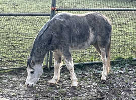 Lovely 3 year old Ready to Break Great future prospect