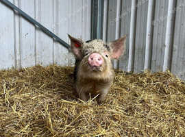 MALE MINI PIGS FREE TO GOOD HOME (Above Knee Height)
