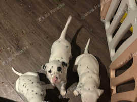 Adorable Dalmatian pups for sale 6 weeks old