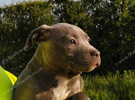 Stunning blue Staffordshire Bull Terrier puppies