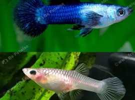 Blue Panda Guppies Breeding Pair- Tropical Fish
