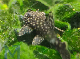 Standard Brown Bristlenose