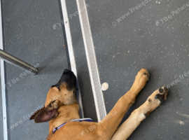 Belgian shepherd puppy