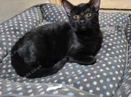 Jet black kitten for sale