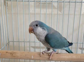 Quaker parrot  Or Monk parakeet