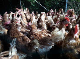Ex Battery farmed chicken rehomng in November