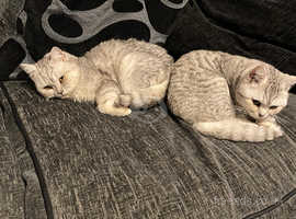 Pedigree cats for sale best sale near me