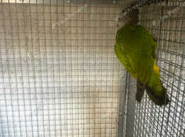 Senegal parrot