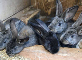 BEAUITIFUL PURE CONTINENTAL BABIE RABBITS