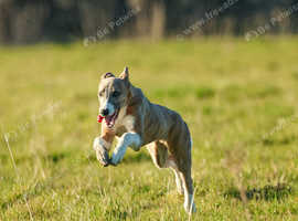 6 month old collie/whippet