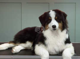 Australian shepherd puppies for adoption sales near me