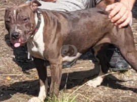 Blue staffy pups for sale store north east