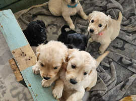 Lovely Labrador Retriever Pups for sale