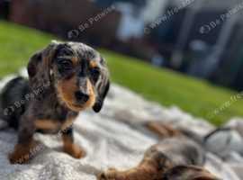 Two female dachshund puppies