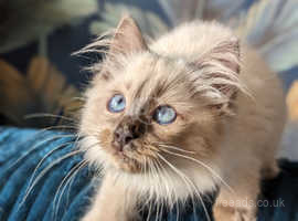 Gorgeous Blue Point Ragdoll Male Kitten