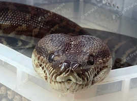Bredli python