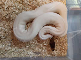 Black pastel pied ball python het ghost royal
