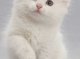 Pure breed Turkish Angora kittens