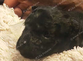 Puli puppies